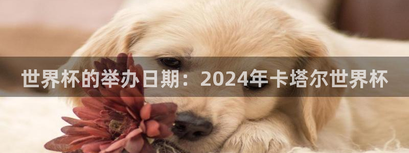 2026足球世界杯赛程：世界杯的举办日期：2024年卡塔尔世界杯