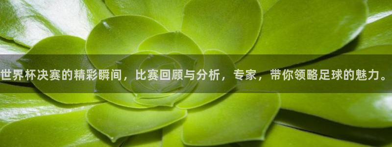 世界杯系列赛：世界杯决赛的精彩瞬间，比赛回顾与分析，专家，带你领略足球的魅力。